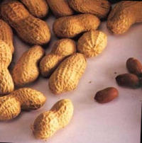 Erdnüsse oder Mani sind ein proteinreiches Nahrungsmittel