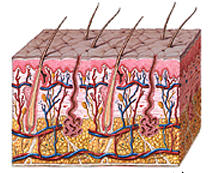 Das Protein Caspase 8 regulisert die Produktion von Stammzellen in der Haut
