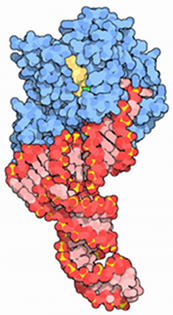 Elongationsphase der Proteinbiosynthese
