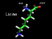 Lysin ist eine essentielle Aminosäure