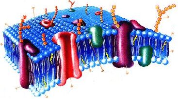 membranproteine und lipide